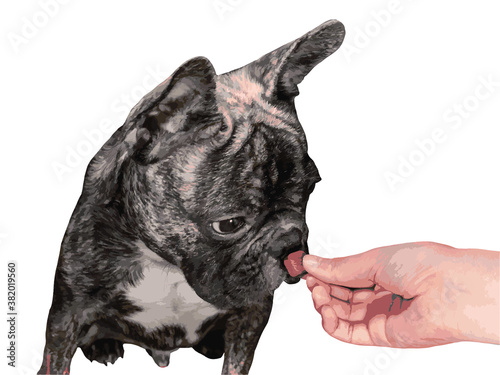 giving medicine to French bulldog