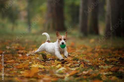dog in yellow leaves. Happy jack russell terrier in nature in autumn park. 