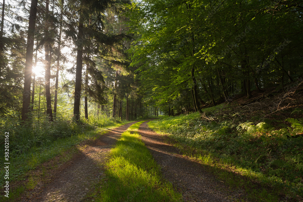 Obraz premium Wandern am Morgen durch den Wald