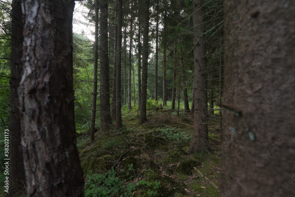 Blick in den Wald Blick in den Wald