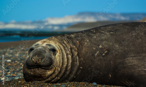 Fototapeta Naklejka Na Ścianę i Meble -  Elephant seal on the sand
