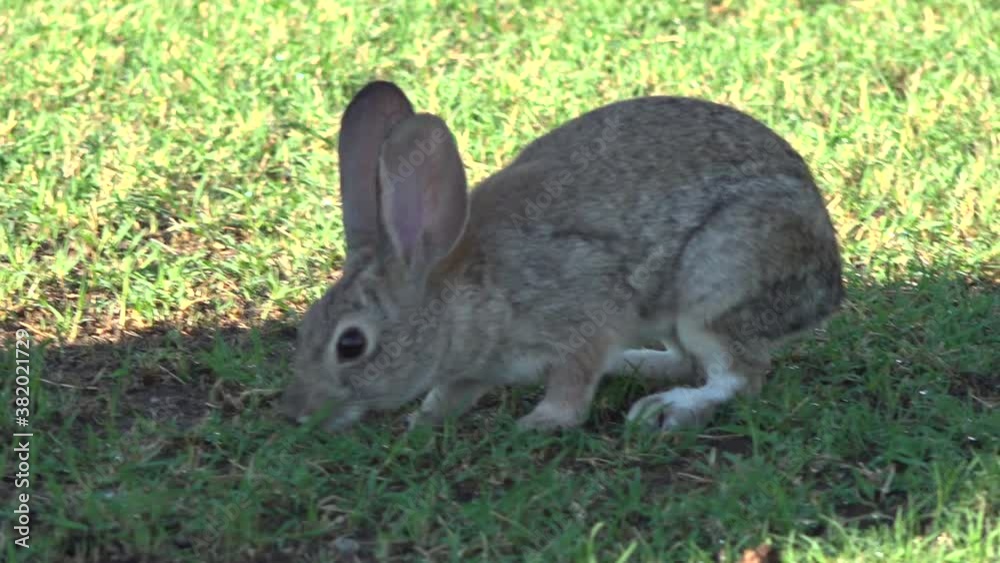 Desert Rabbit Eating Grass Desert Rabbit Eating Grass