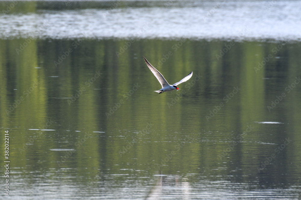 Caspian Tern Bird Flying Above Lake Water with Reflection in Water and Fish in Mouth with Wings at V-shape Wing Span Caspian Tern Bird Flying Above Lake Water with Reflection in Water and Fish in Mouth with Wings at V-shape Wing Span