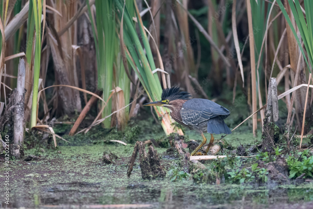 Green heron bird Green heron bird