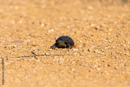 Tiny baby turtle in the middle of a dirt path in a park
