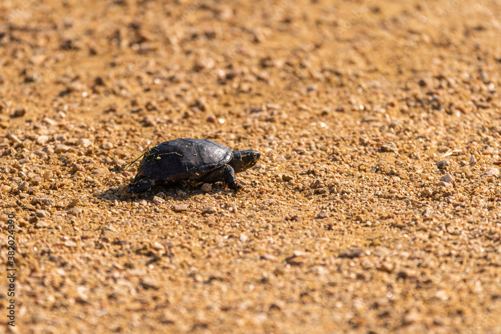 Tiny baby turtle crawling across a dirt path in city park