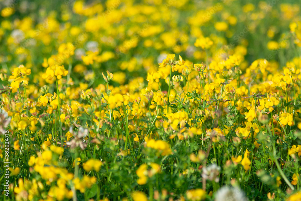 field of yellow flowers