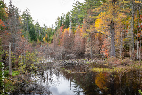 Fototapeta Naklejka Na Ścianę i Meble -  A swamp during peak foliage in the Adirondacks. 