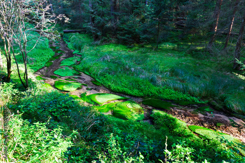 Wild summer Landscape around the Creek in the Czech Switzerland  Czech Republic