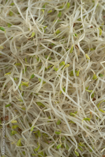 Alfalfa Sprout Macro close up