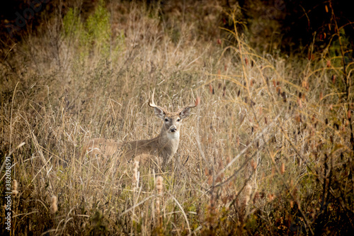 deer in the grass and woods