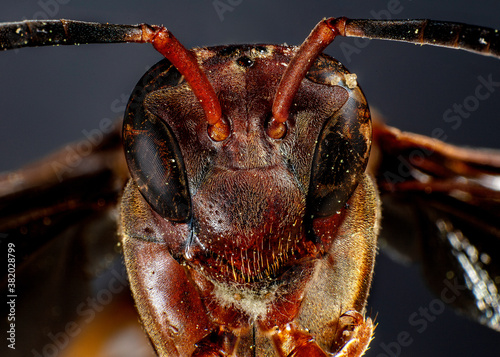 close up of red wasp