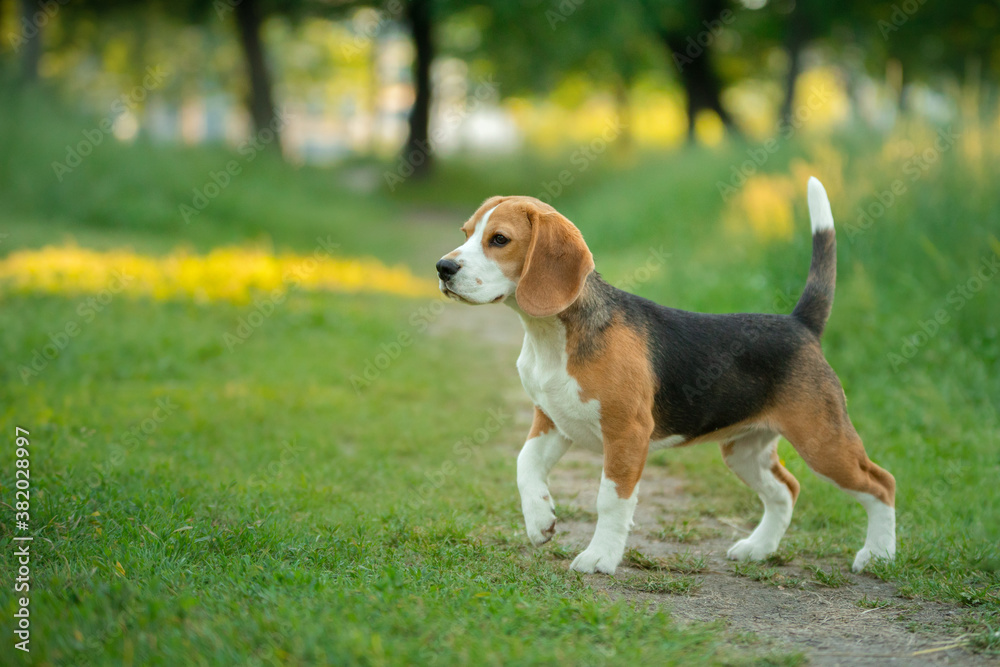 dog in nature, in the park. Beagle puppy runs and plays. Pet outside 