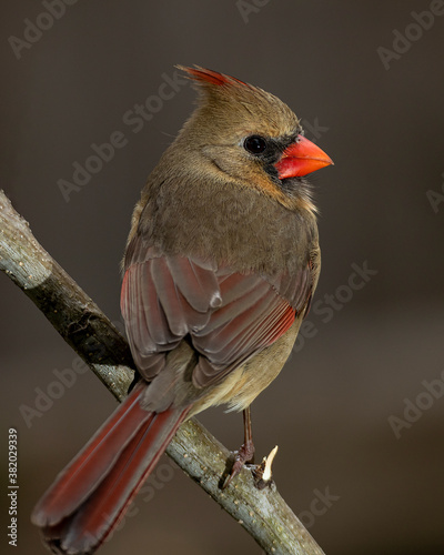 Female Cardinal Profile on a branch