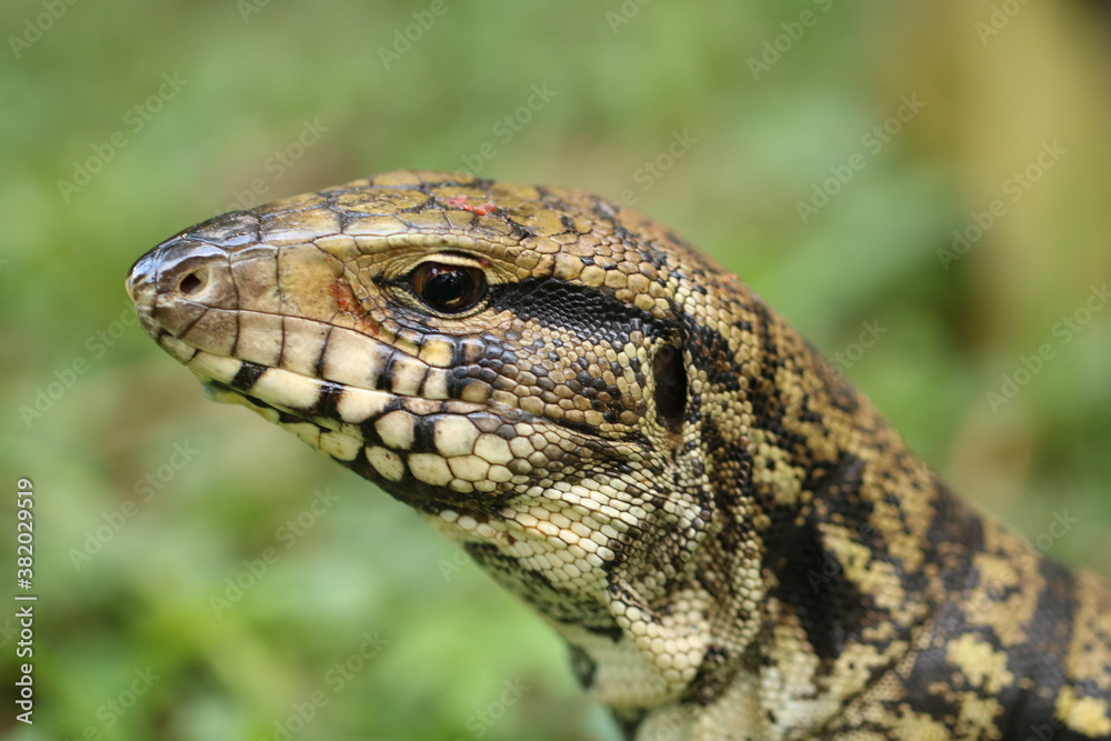 lizard on a tree lizard on a tree
