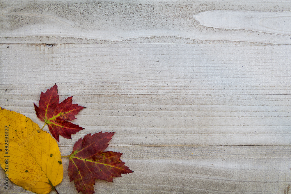 Red maple yellow alder fall foliage on gray wooden board copy space flat lay Red maple yellow alder fall foliage on gray wooden board copy space flat lay