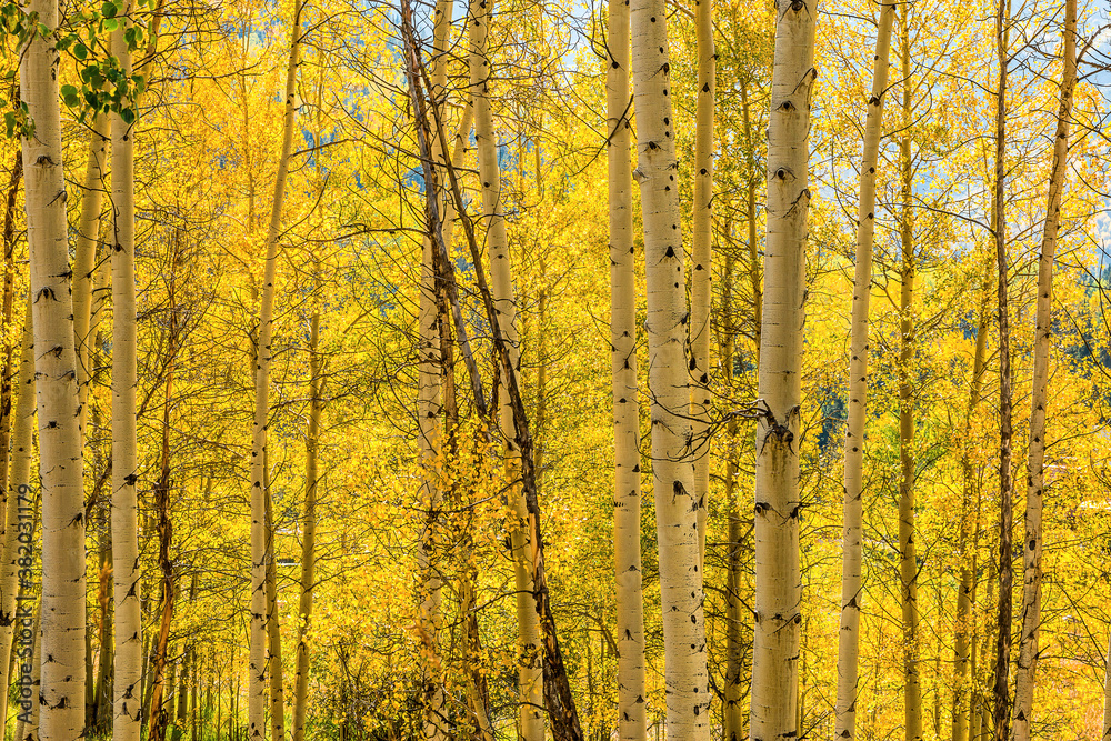 Aspens in Fall