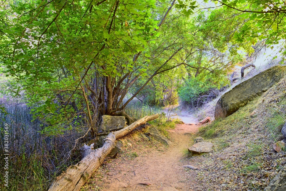 Φωτογραφία Oasis in Lower Calf Creek Falls views of Forest and Horsetail (Equisetum hyemale) field from the hiking trail Grand Staircase-Escalante National Monument in Southern Utah