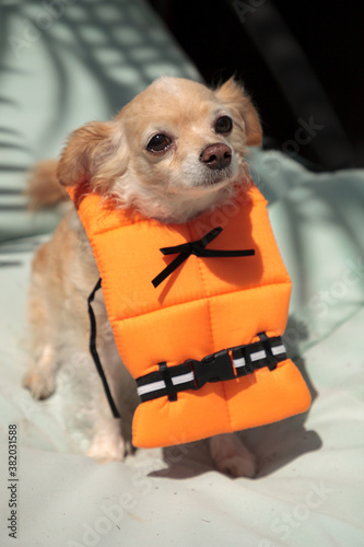 Bild auf Leinwand Cute Chihuahua dog in a Halloween costume nautical orange life vest