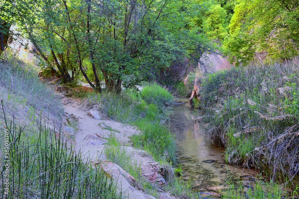 Φωτογραφία Oasis in Lower Calf Creek Falls views of Forest and Horsetail (Equisetum hyemale) field from the hiking trail Grand Staircase-Escalante National Monument in Southern Utah