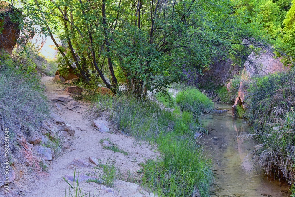 Φωτογραφία Oasis in Lower Calf Creek Falls views of Forest and Horsetail (Equisetum hyemale) field from the hiking trail Grand Staircase-Escalante National Monument in Southern Utah