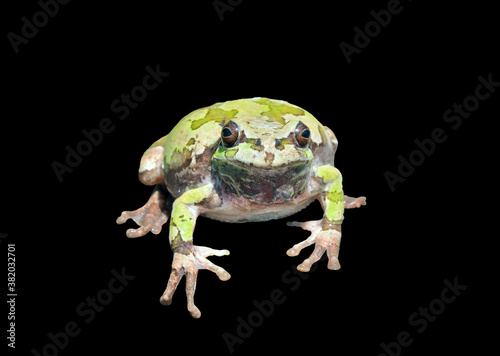 Tree-frog (Hyla Japonica)