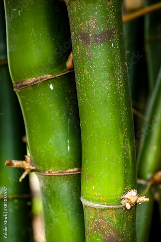 Closeup of green bamboo trunk