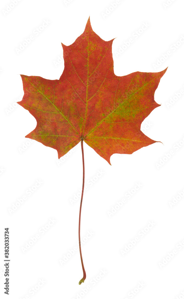 Fototapeta premium Norway maple, Acer platanoides leaf in autumn colors isolated on white background