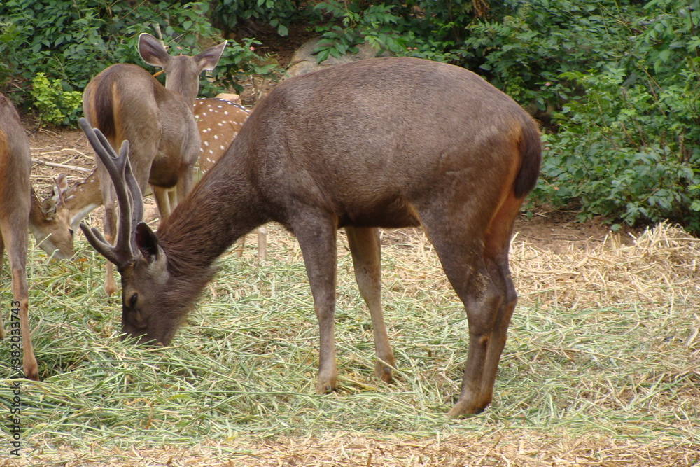antelope grass safari animal wild horns chewing forest antelope grass safari animal wild horns chewing forest
