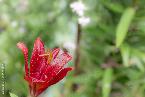 雨に濡れた赤い花 © F.Mikami