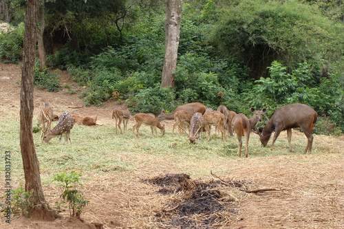 deer grass wild animal forest safari herd 