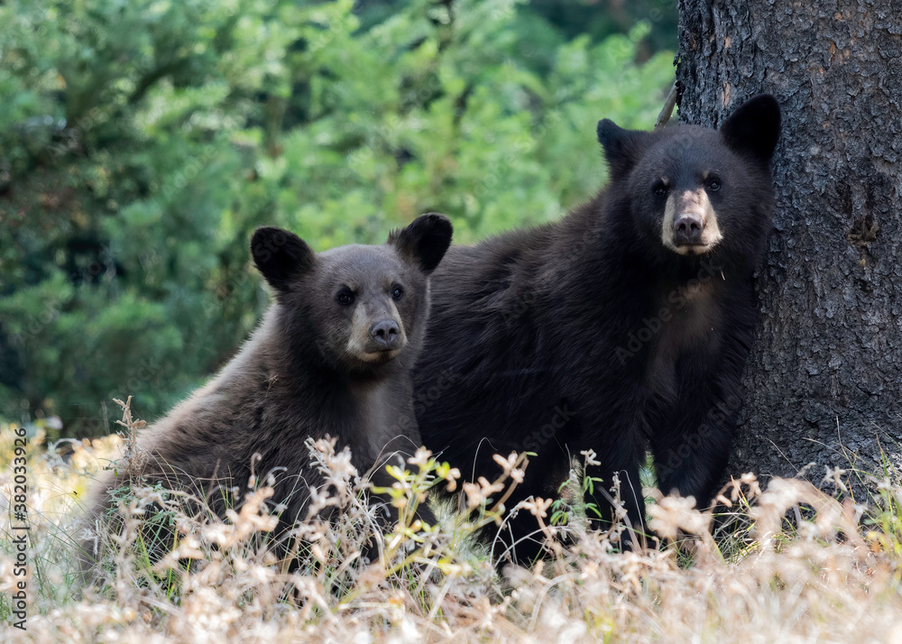 Φωτογραφία Black Bar Cub (Ursus americanus), Grand Teton national park, Wyoming