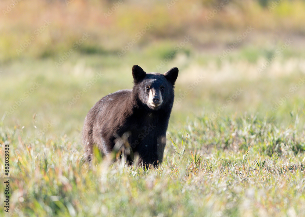 Black Bar Cub (Ursus americanus), Grand Teton national park, Wyoming Black Bar Cub (Ursus americanus), Grand Teton national park, Wyoming