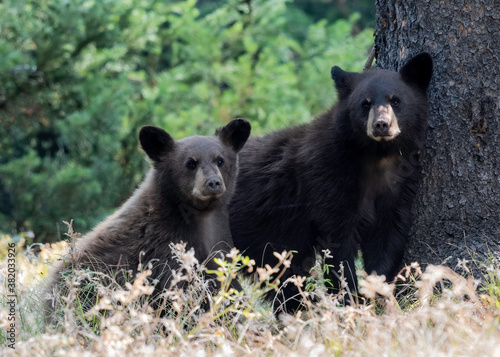 Black Bar Cub (Ursus americanus), Grand Teton national park, Wyoming