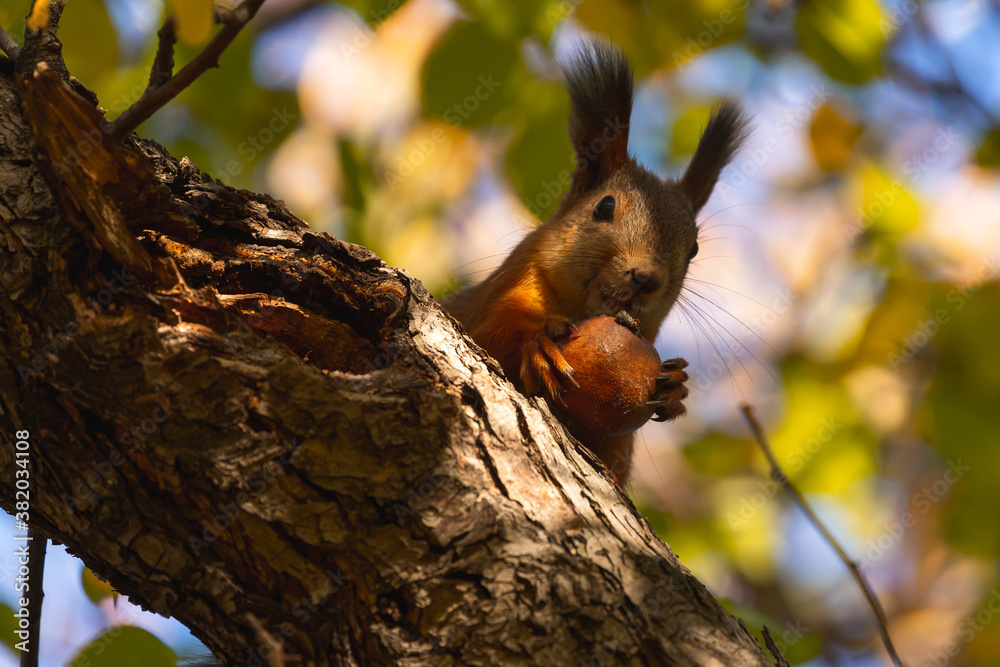 Orange Squirrel Eating Apple Branch Bottom View Portrait Cute Forest Squirrel Orange Squirrel Eating Apple Branch Bottom View Portrait Cute Forest Squirrel