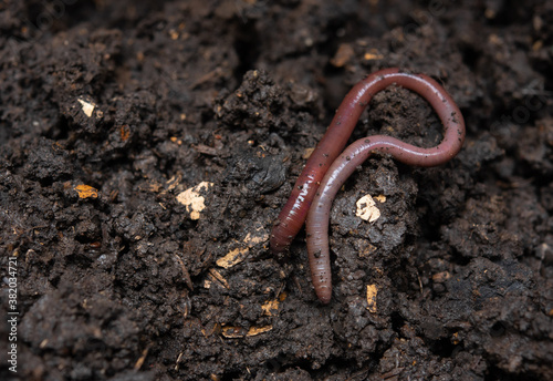 Earthworms (Dendrobena Veneta) in black soil