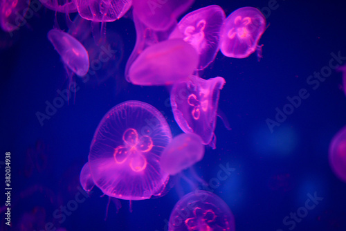 jelly fish in the water