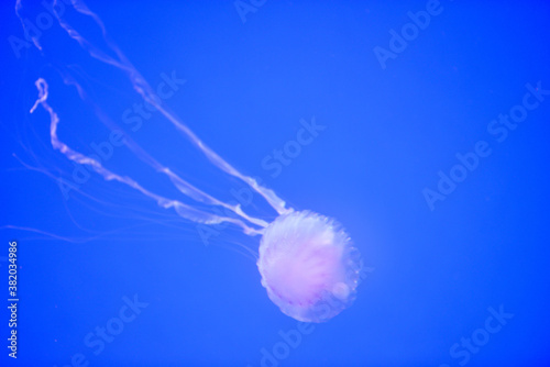 jelly fish in aquarium