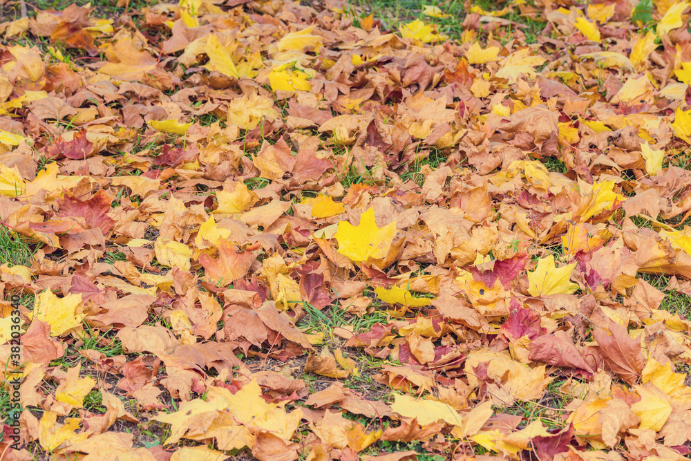 Dry maple leaves on the green grass in the autumn city park. Dry maple leaves on the green grass in the autumn city park.