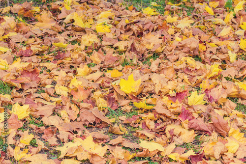 Dry maple leaves on the green grass in the autumn city park.