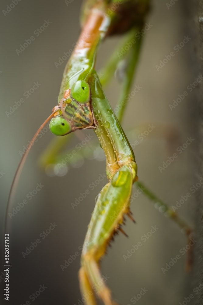 Close up of a female Chinese Mantis (Tenodera sinensis) drying out after a rain. Raleigh, North Carolina. Close up of a female Chinese Mantis (Tenodera sinensis) drying out after a rain. Raleigh, North Carolina.