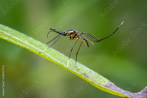 Close up of a subspecies of Elephant mosquitos (Toxorhynchites rutilus septentrionalis), which is known as a beneficial because it feeds on other mosquitos. photo