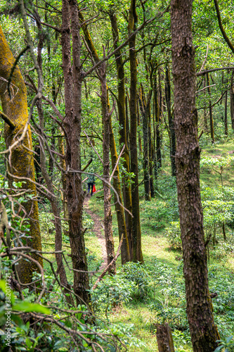 Traveller in the forest. Trekking is very popular in Vietnam photo