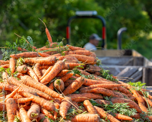 Récolte de carottes bio