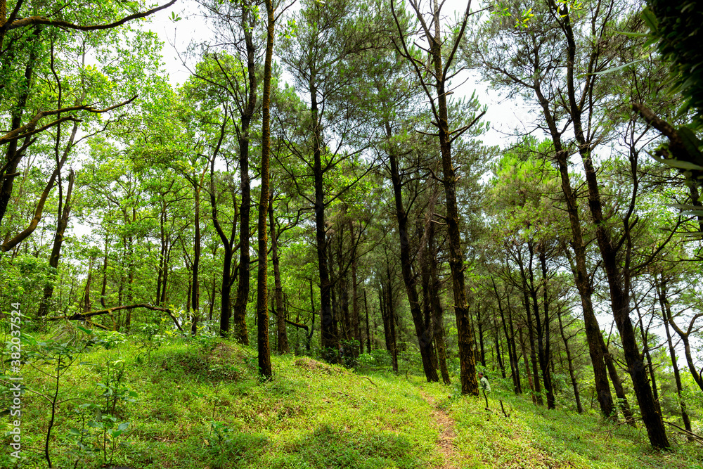 Traveller in the forest. Trekking is very popular in Vietnam Traveller in the forest. Trekking is very popular in Vietnam