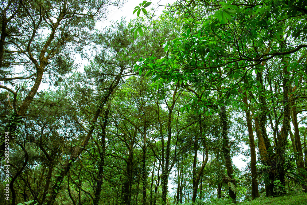 Tropical forest in Vietnam. Tropical rainforests can be characterized in two words: hot and wet. Mean monthly temperatures exceed 18 °C (64 °F) during all months of the year. Tropical forest in Vietnam. Tropical rainforests can be characterized in two words: hot and wet. Mean monthly temperatures exceed 18 °C (64 °F) during all months of the year.