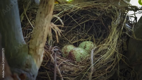 Bird eggs in the nest almost to burst