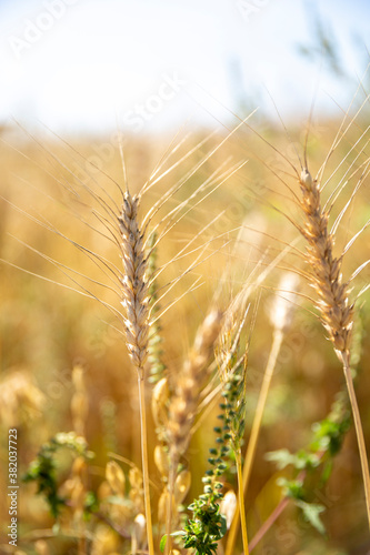 Tiges de bl   dans un champ 