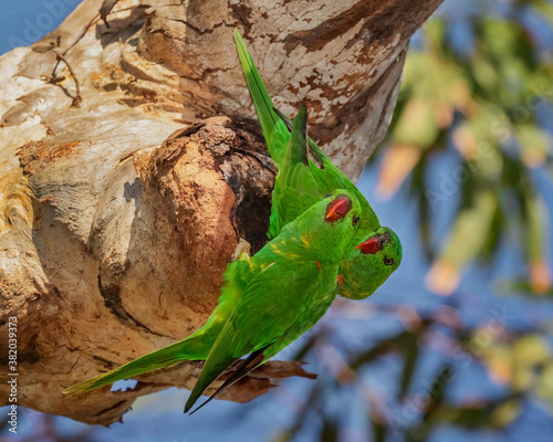 Pair of Scaly-breasted Lorikeets (Trichoglossus chlorolepidotus) preparing their nest in a tree hollow - endemic to eastern Australia