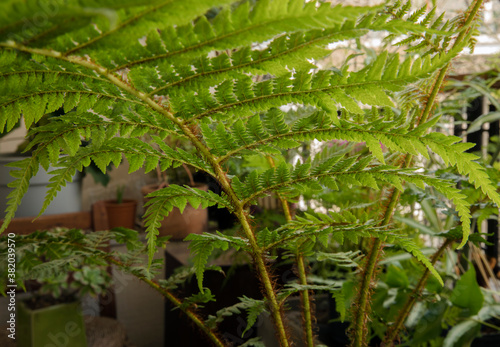 Green Flora. closeup view of Cyathea cooperi, also known as Australian Tree Fern, beautiful fronds and stems with red hairs, growing in the urban garden. 